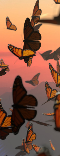 butterflies