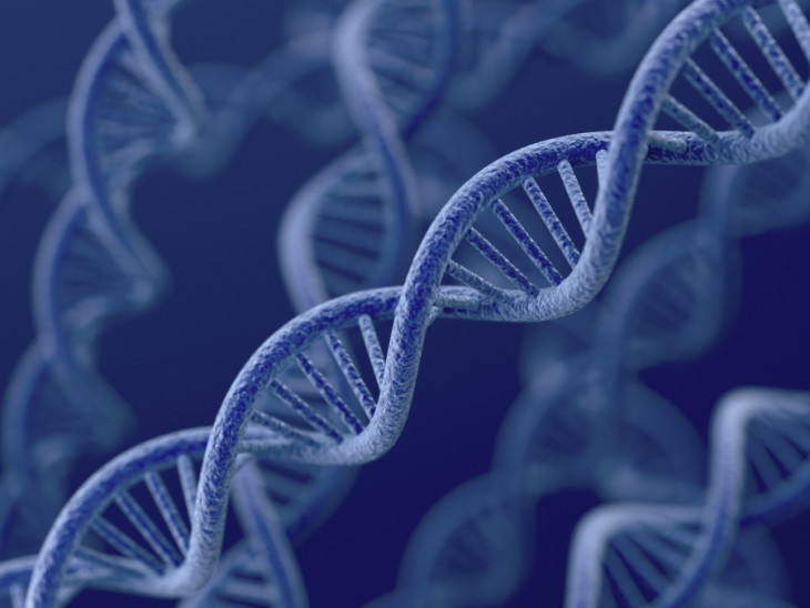 12 régions de notre ADN seraient "liées à l’âge à la première naissance et au nombre d’enfants"