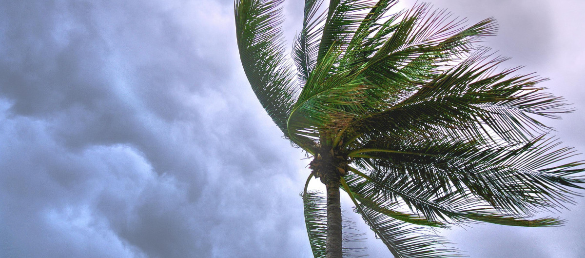 A palm tree bending in a storm